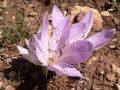 Colchicum bivonae